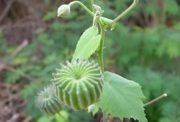 一种 野草 养成盆栽 学医的朋友一看太高兴了 这功效极其少见 资讯咖