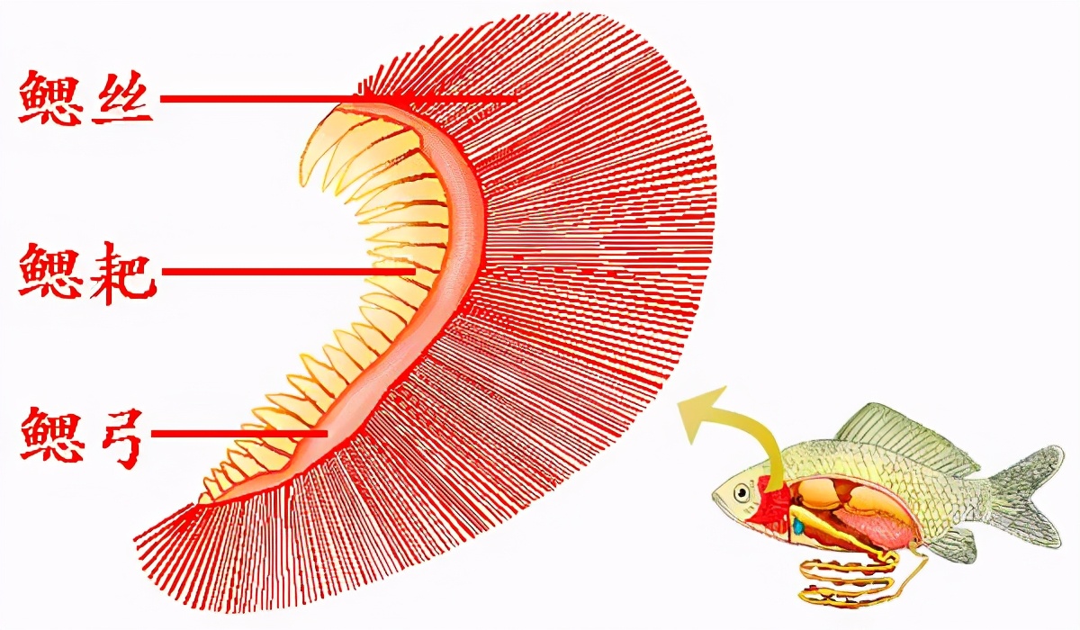 鱼鳃呼吸的验证 呼吸氧气与呼出二氧化碳