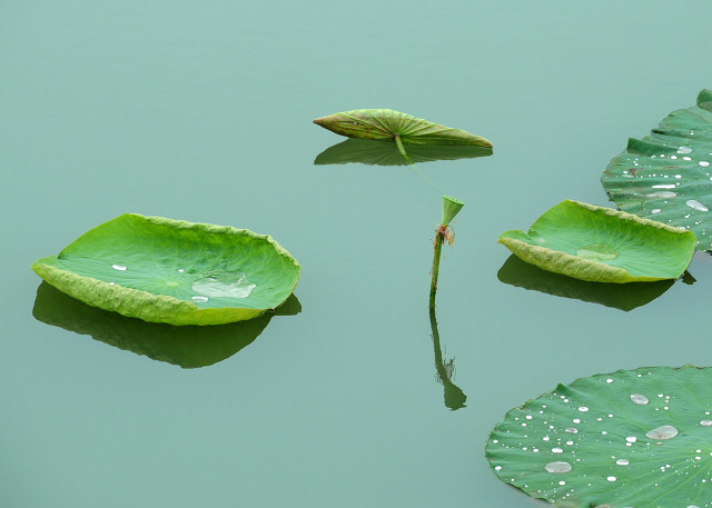 6种降血脂中成药的功效解读