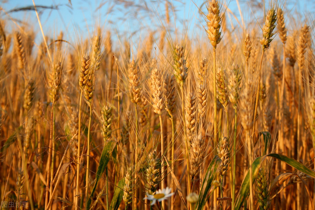 中储粮出手，玉米行情暂稳，麦价迎风上涨，稻米如何？粮价要涨？