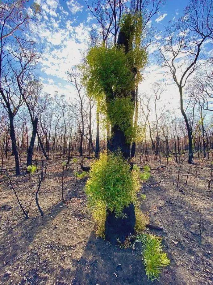 澳大利亚山火卷土重来，已燃烧7周，祸根早在4万年前就已种下