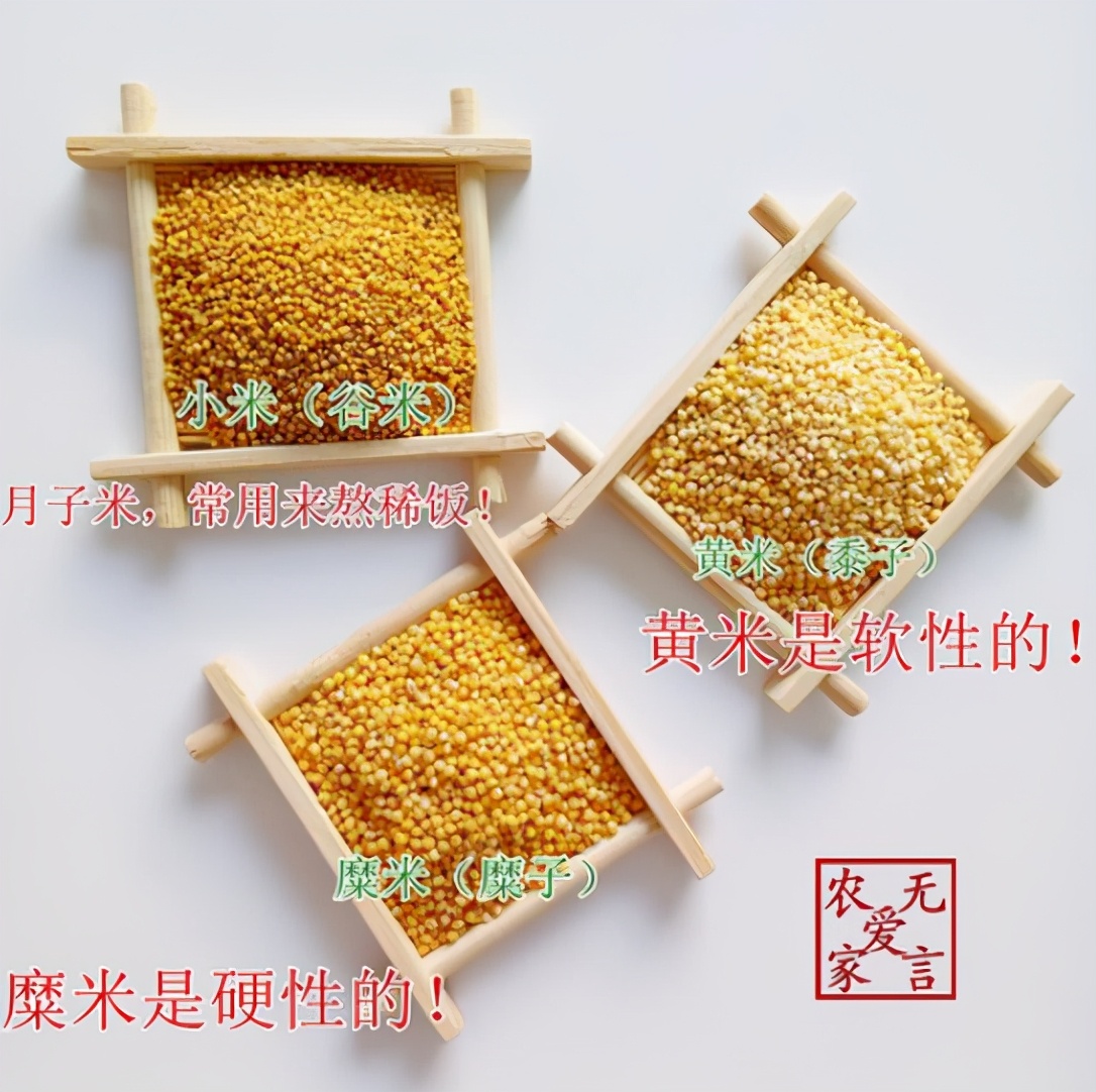 图片[6]-小米是黄米吗 有什么在区别-起舞食谱网