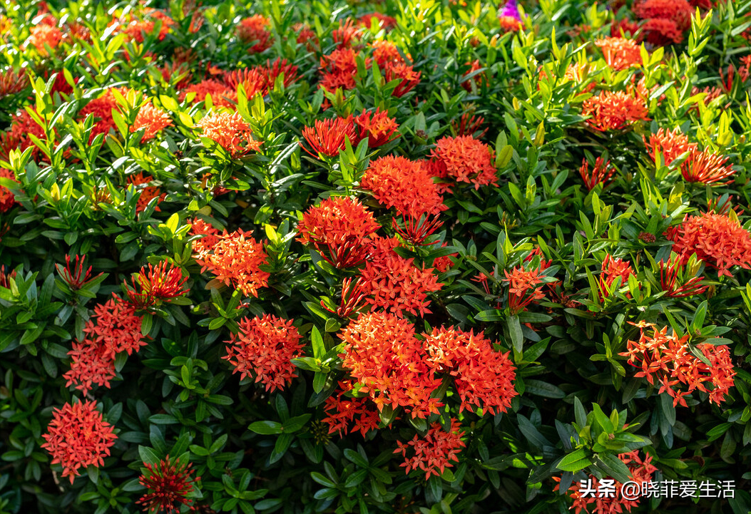 3種花不怕熱 耐曬更耐旱 越曬長得越旺 開花越鮮豔 曉菲愛生活 Mdeditor