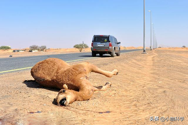“谢大脚”车祸去世，车连撞两头骆驼，开车时遇到动物如何应对？