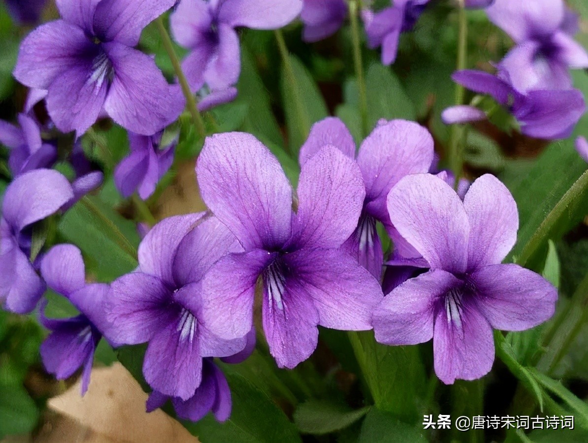 紫花地丁 日经繁花地 片雨不沾身 唐诗宋词古诗词 Mdeditor