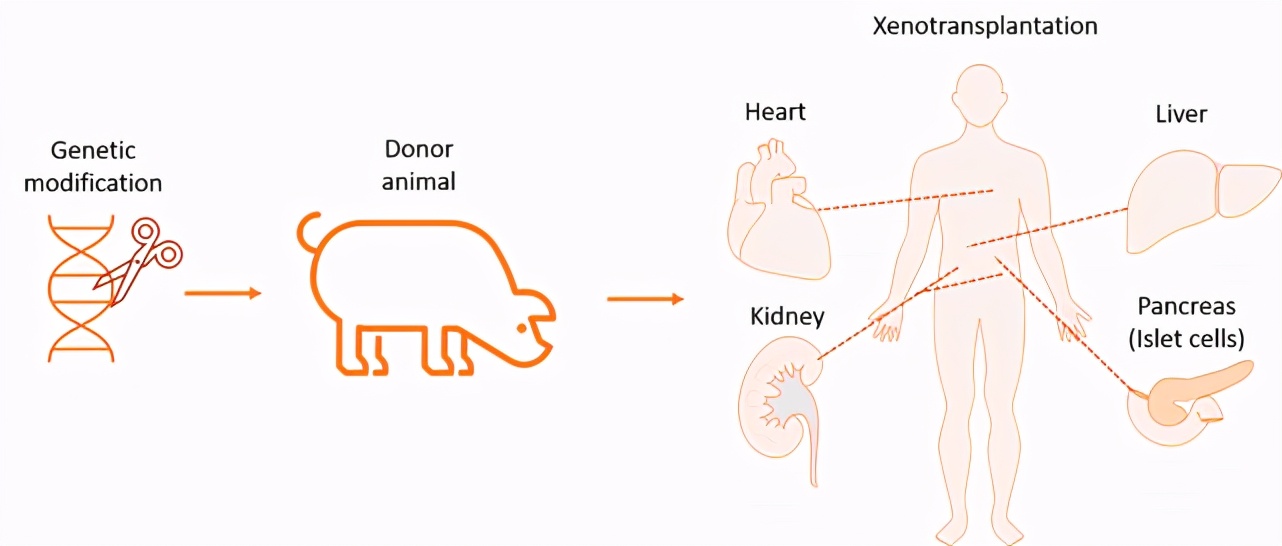 全球首個“人猴雜交”胚胎出世，存活近20天，我們要為此擔憂嗎？