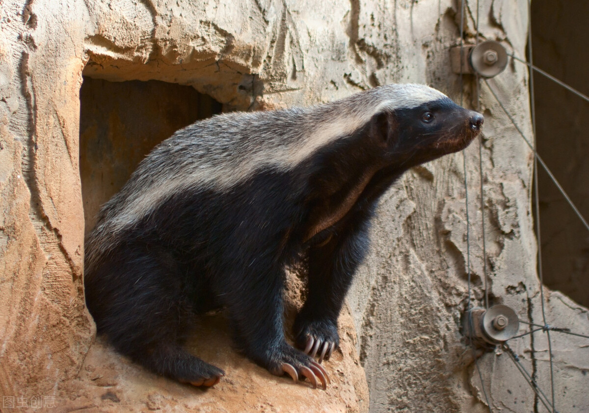 如果把兩隻蜜獾，放到大連蛇島上，多久能把島上2萬多條蛇吃完？