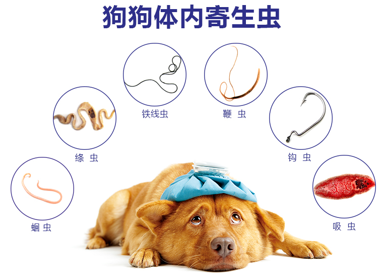 狗狗有没有寄生虫 看这6个表现就知道了 狗狗知识百科 Mdeditor