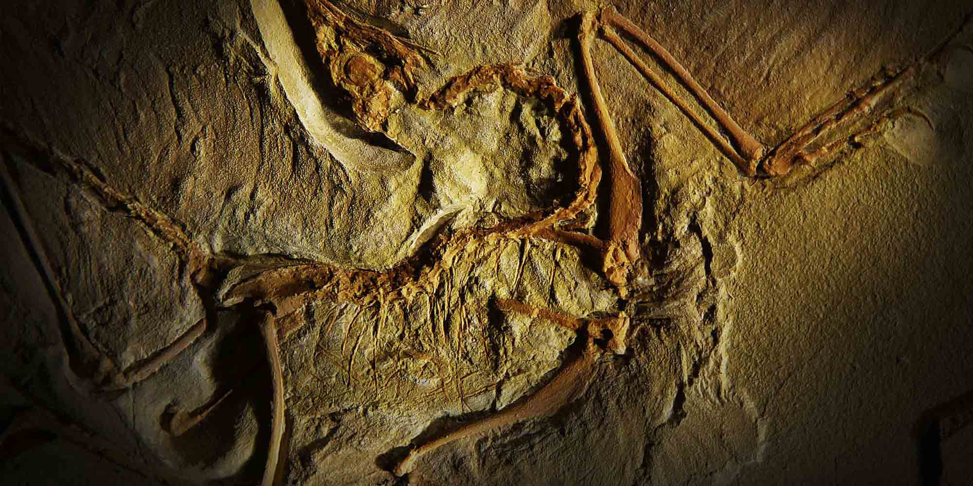 Arc'teryx始祖鸟为啥这么贵？深度解读始祖鸟的十大真相