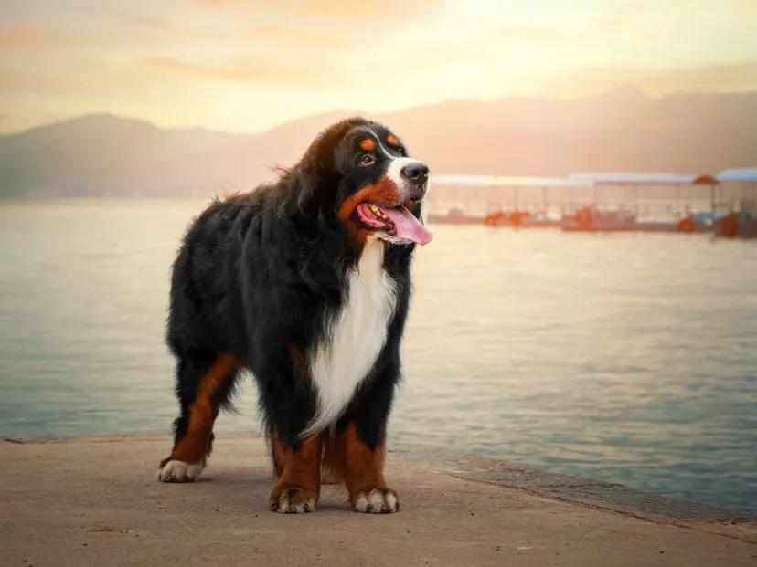 各国猛犬大全，建议收藏