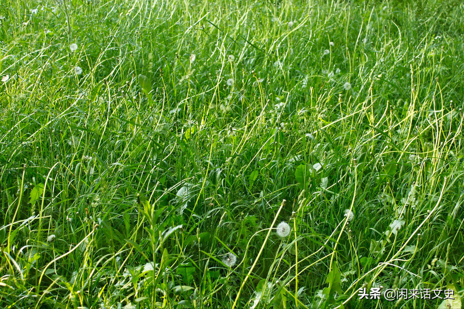 百花开过，草长莺飞，春天渐行渐远，读读写暮春的四首经典唐诗-第2张图片-非凡网