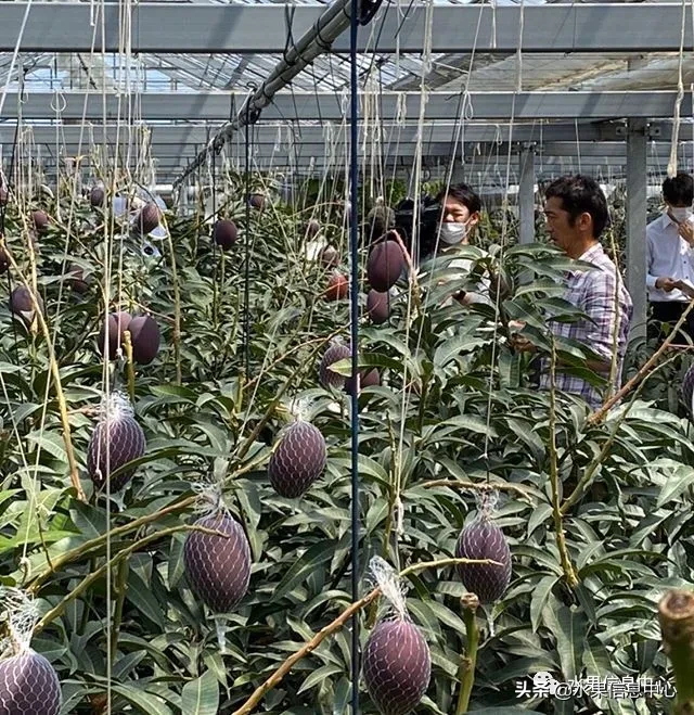 揭秘天价芒果“太阳之子”是如何种出来的