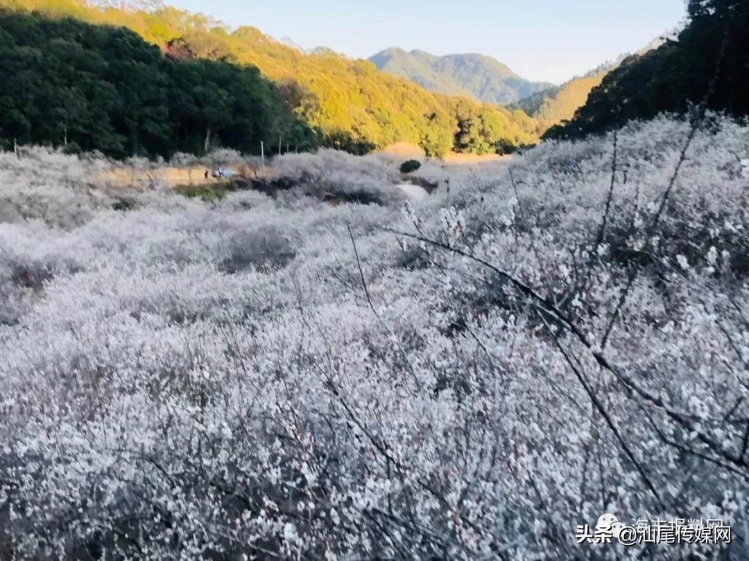 太美了！海丰这里藏着一大片白色如雪的梅花海，竟没人知道…