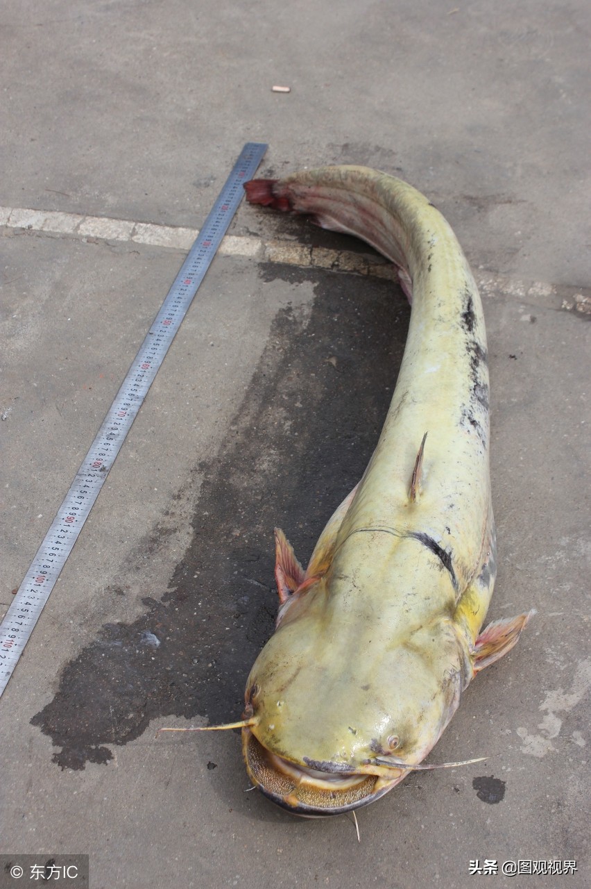 湖北男子钓到“巨无霸”鲶鱼，体重达40余斤，价值四五百元