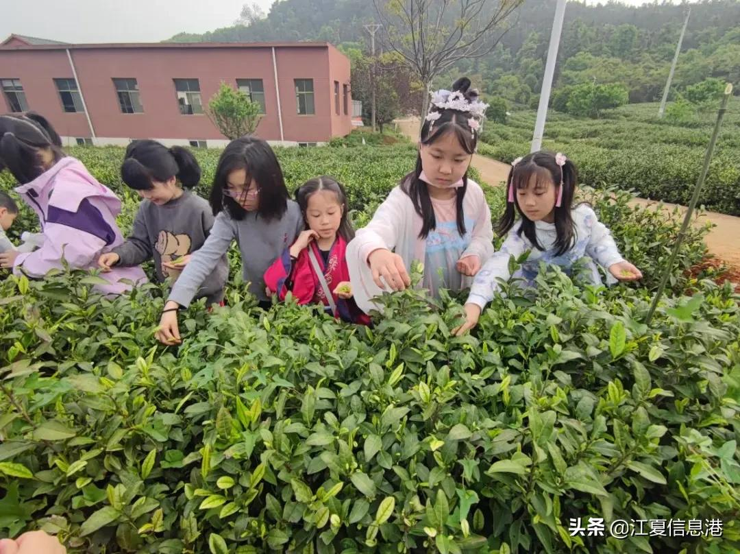 四月茶园沁芬芳，同学师生采茶忙，一起去江夏郑家山茶园采茶吧