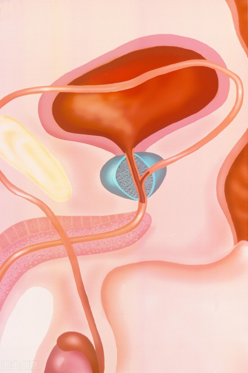前列腺的位置正面图前列腺高清位置图