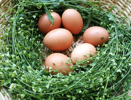 图片[1]-荠菜煮鸡蛋的做法-起舞食谱网