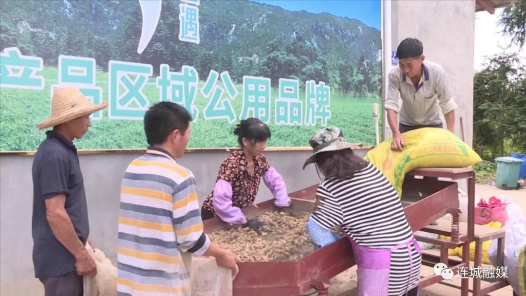「全面推進鄉村振興」萬畝紅衣花生喜獲豐收 特色農產品助農增收