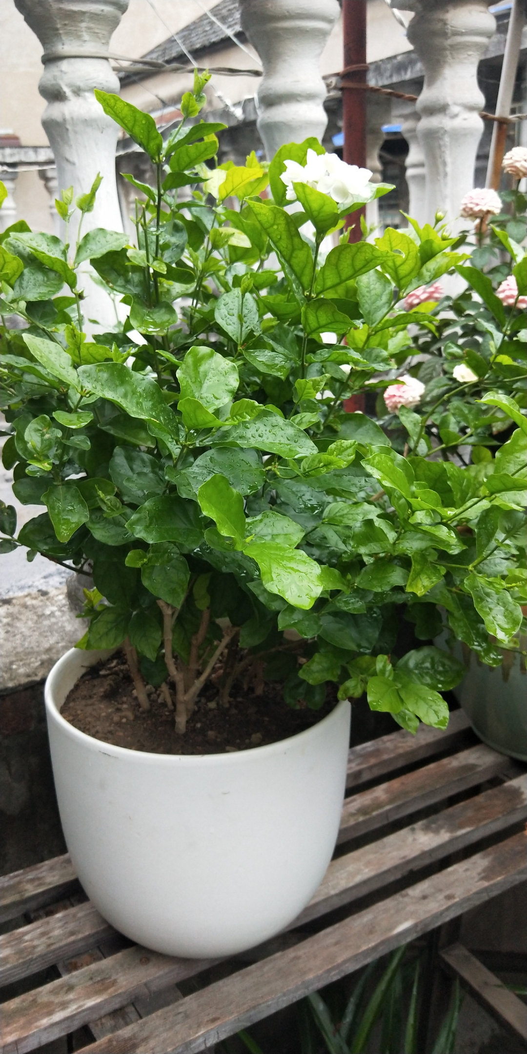茉莉花釋放“三信號”，果斷剪一剪，花苞咕嚕冒，一次綻放上百朵