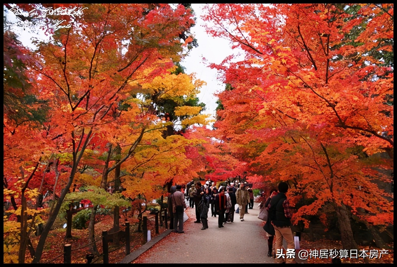 最令人期待的日本之秋，莫过于这一抹红