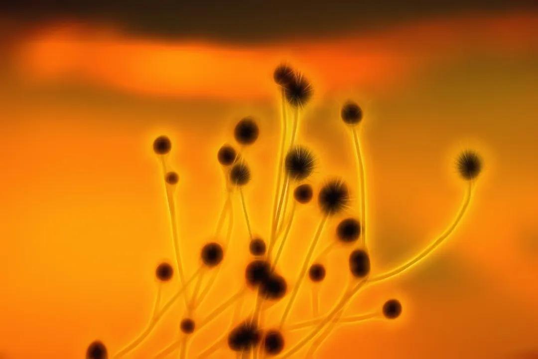 節食的時候腸菌竟會幫忙