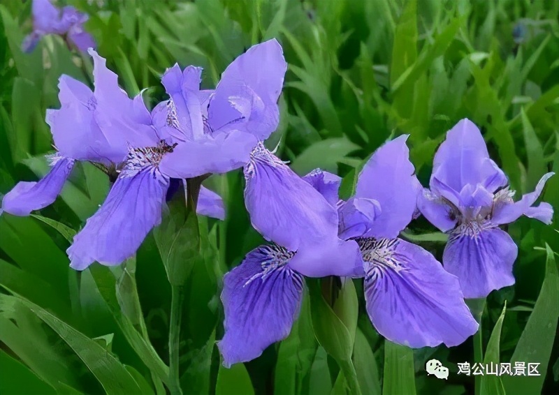 春光明媚，鸡公山喜迎千人团队高峰踏青赏花