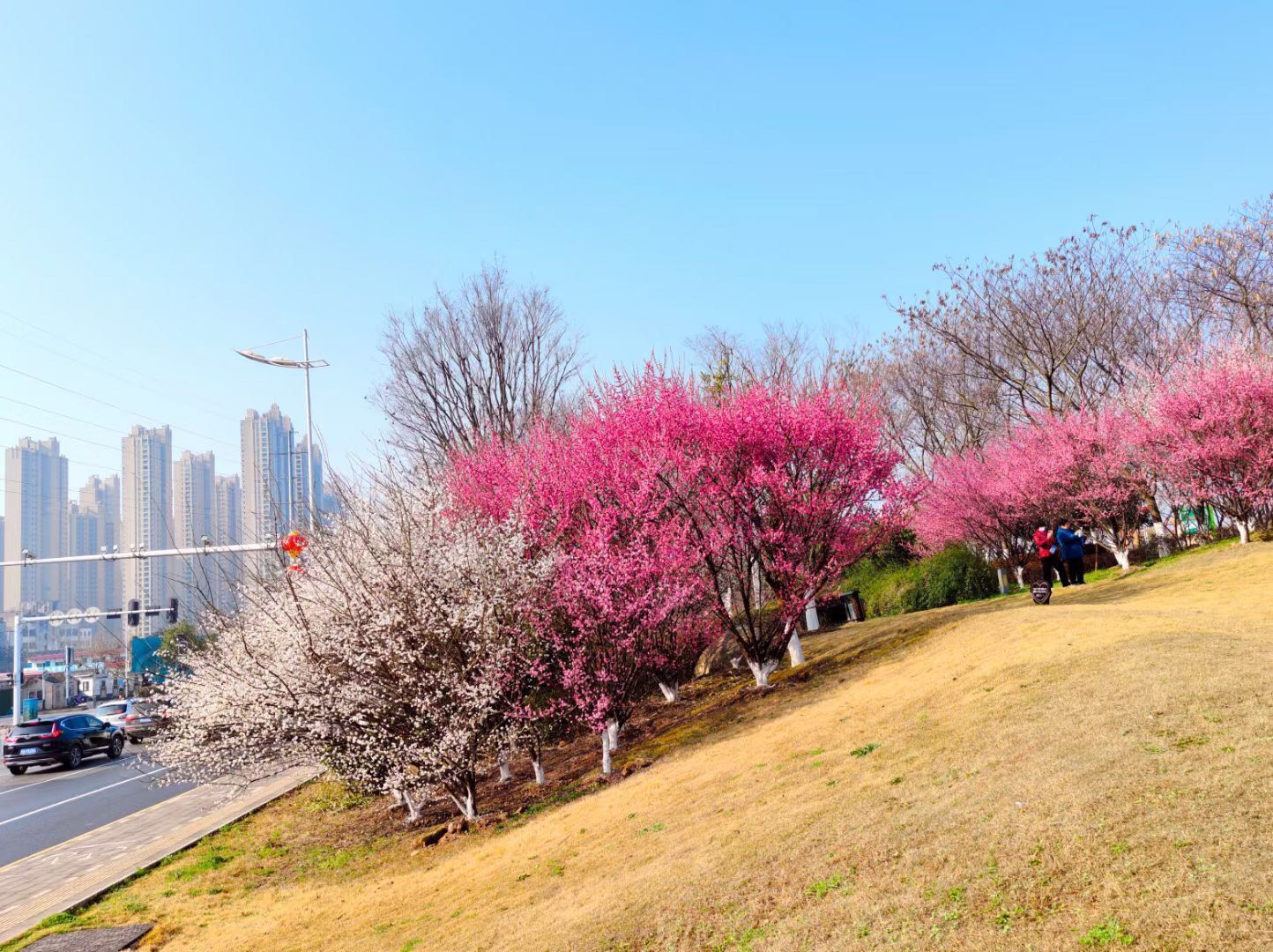 青山江滩，春意浓，觅春光｜城市摄影队
