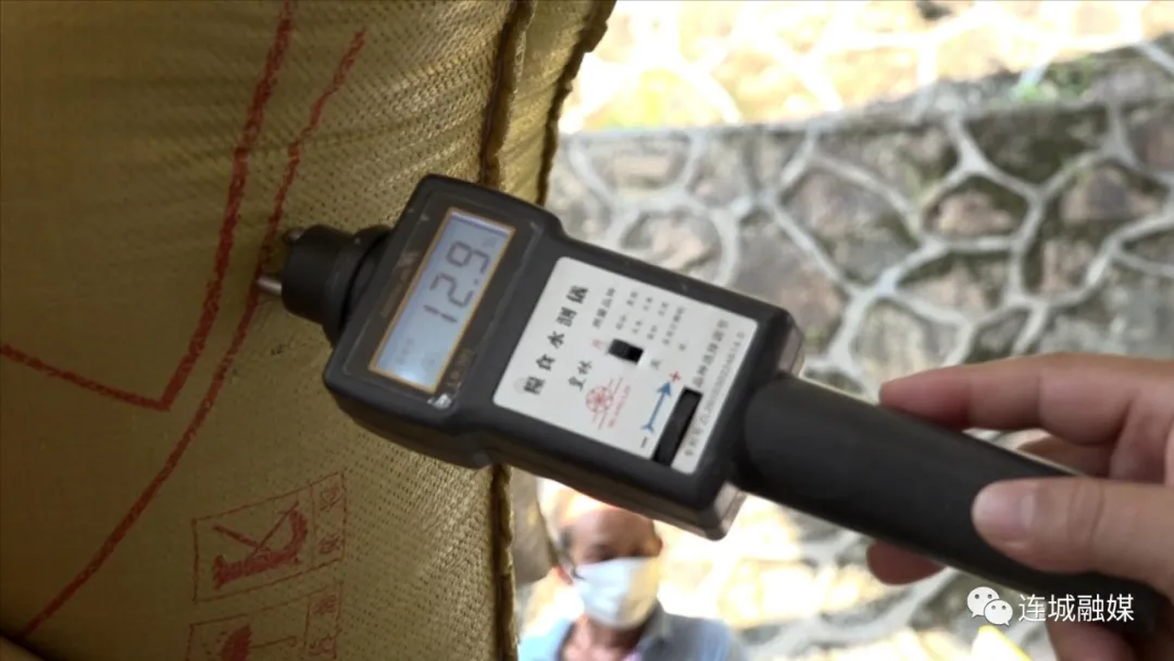 防疫不误农时 连城县夏粮收购全面开启