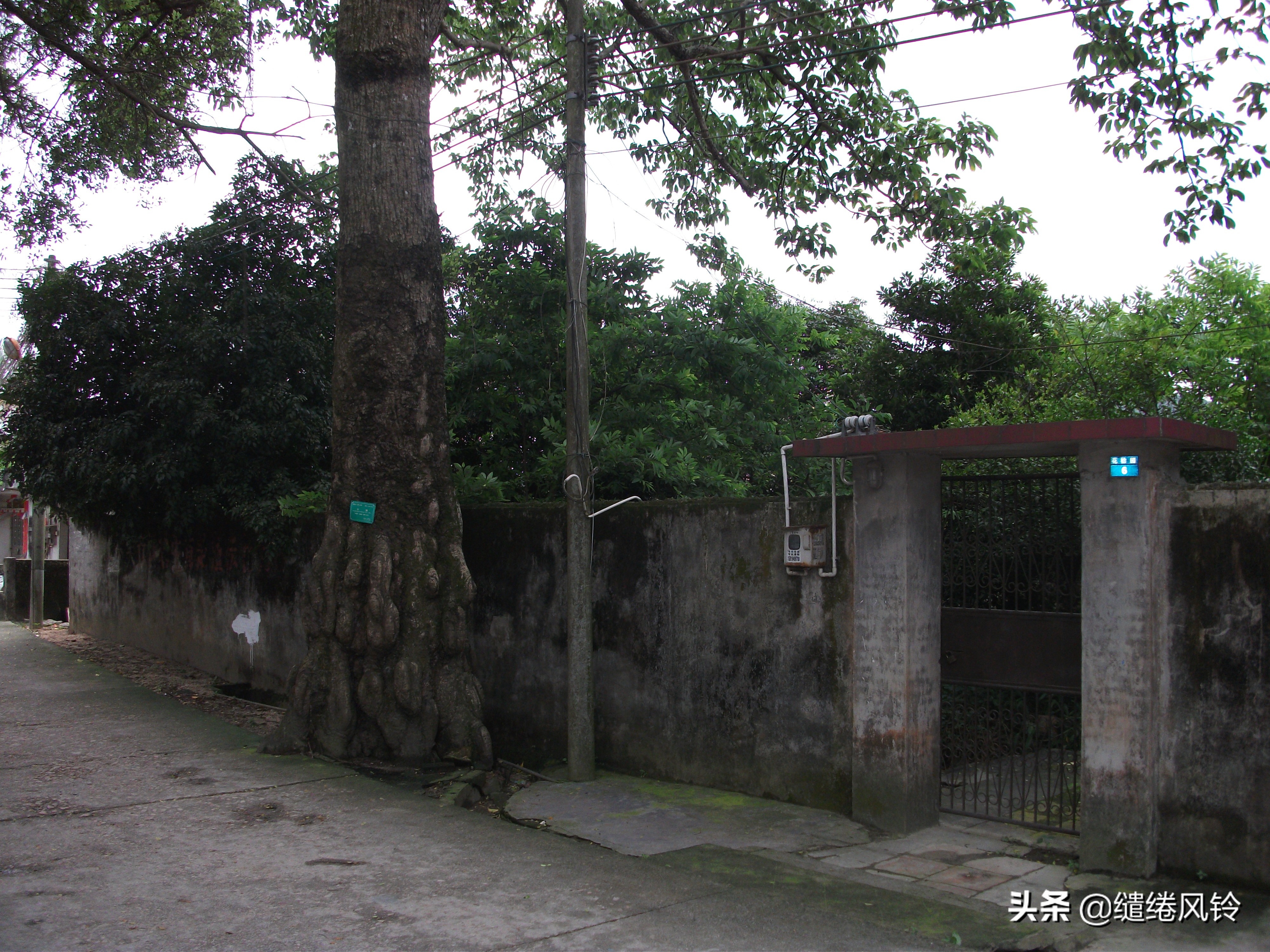 珠海界涌村：山藏古庙云藏树，揭秘清代初年“灵坟后蒙”显灵传闻