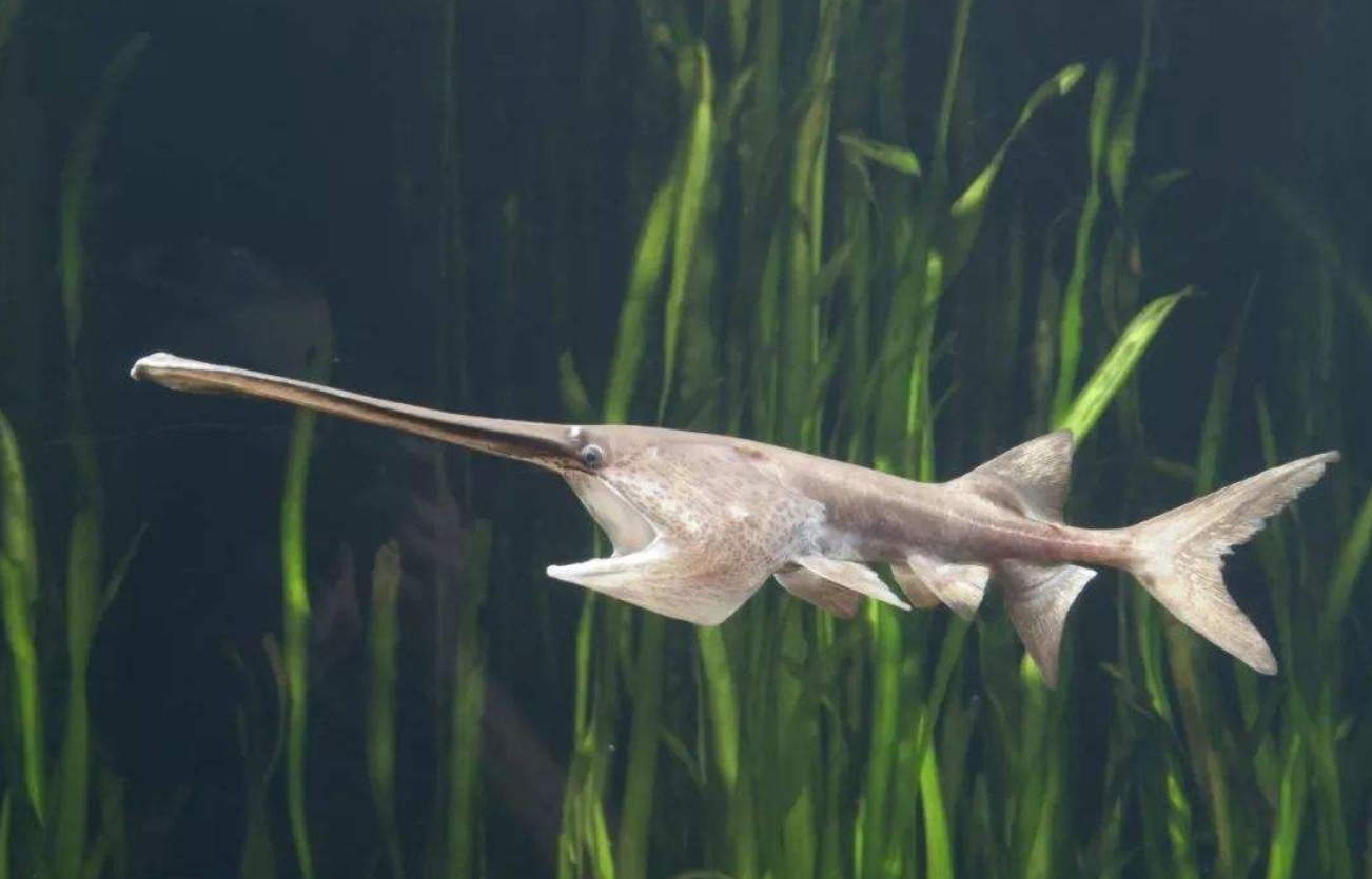 長江發現“神秘物種”鳤，本可長10餘公斤，為何如今很難見到？