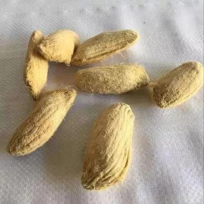 芒果核怎么变成小盆栽，催芽这一步最重要，不然埋土里不生根
