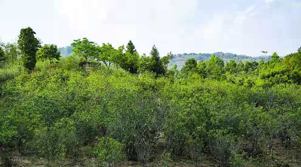 200万吨库存茶根本喝不完！谁能引领中国茶叶第三次产业革命？
