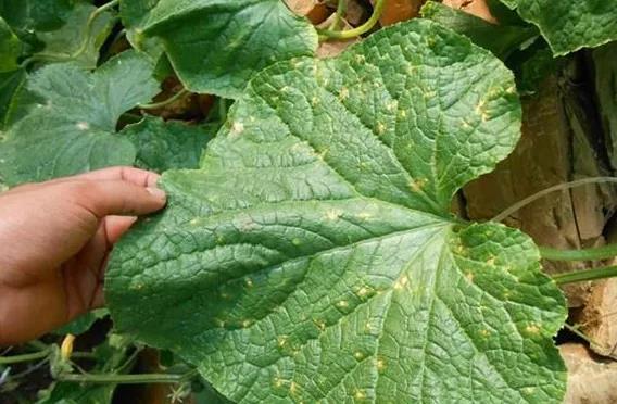 这4种病害将“大面积爆发”！严重时至少减产