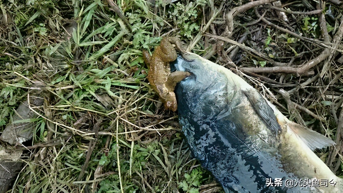 "金蟾抱鲤",寓意"升官发财"?其实是两败俱伤的惨剧