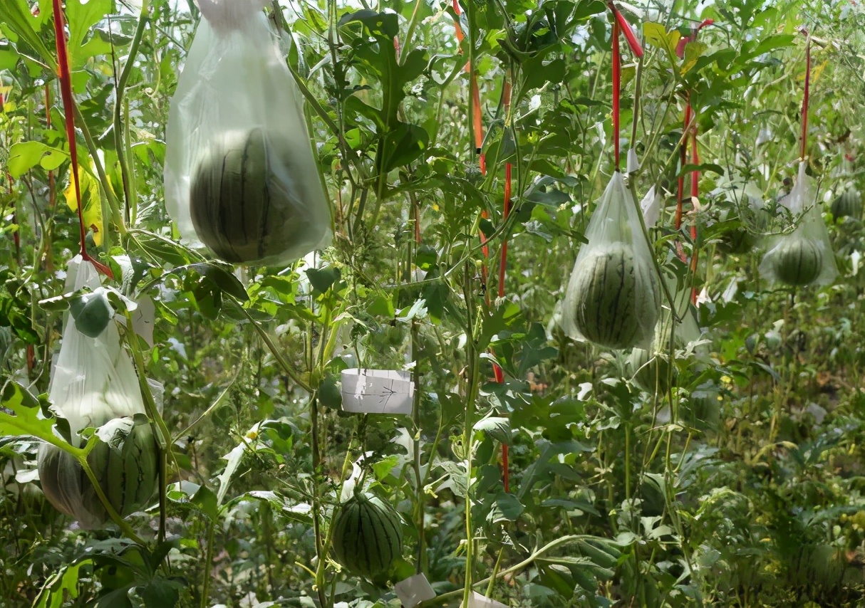 小型西瓜的关键栽培技术，从生长特性到种植技术，值得农民一看