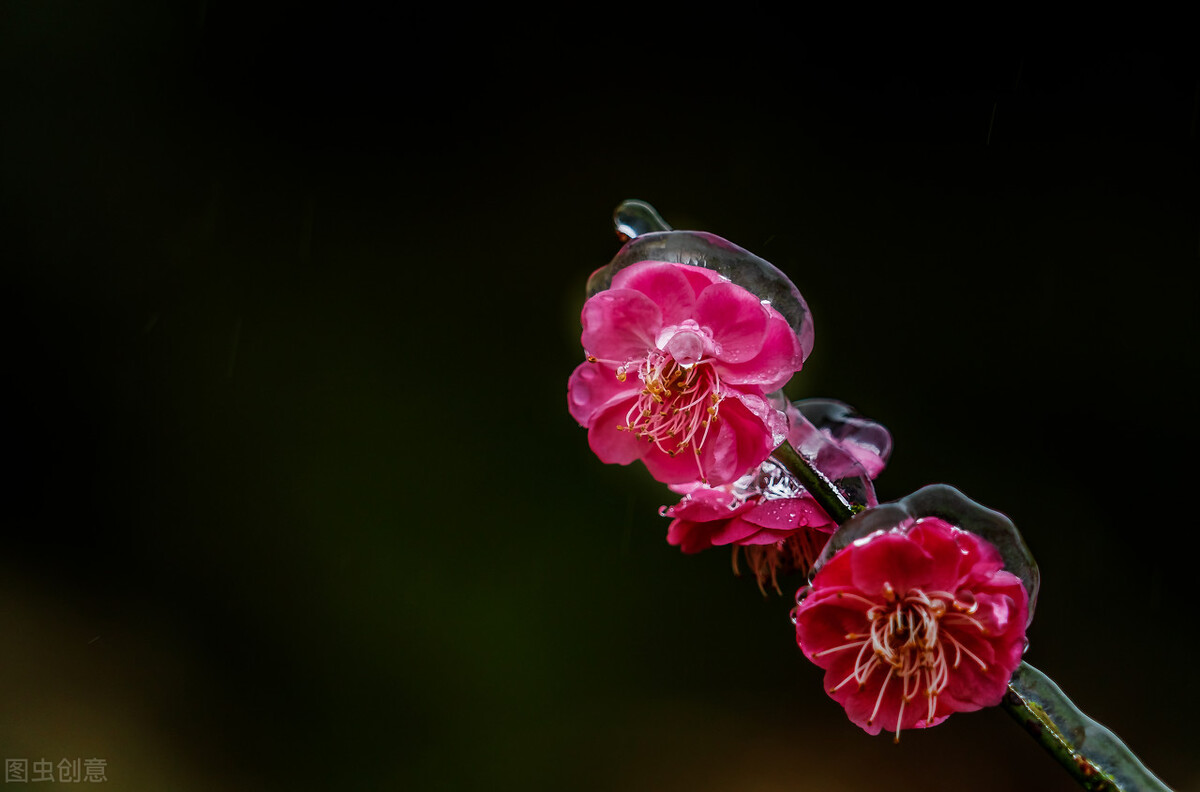 正月花神 梅花 三 红梅类杏 蜡梅非梅 资讯咖