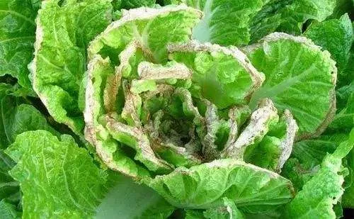 蔬菜缺素有哪些類型，具體癥狀有哪些？