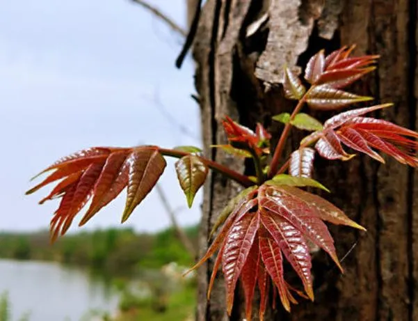 农村俗语：香椿过房，主人必亡，老祖宗的话句