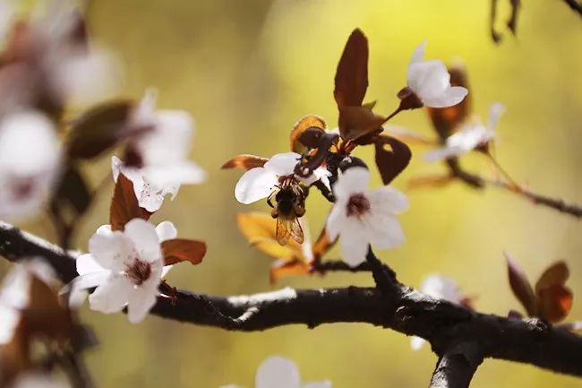 三月来了，这60句春日诗词带你走进最美的春暖花开！