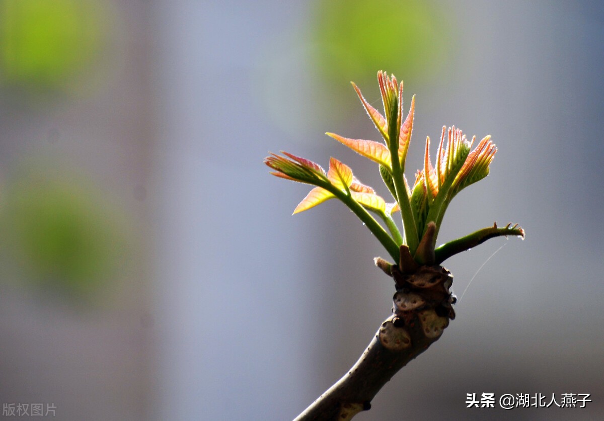 春天挖野菜，送你70种野菜图片大全，教你认识不同的野菜和吃法