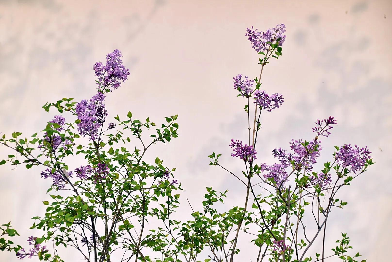邂逅在三月 春风送暖 紫丁花开 W清清的河水 Mdeditor