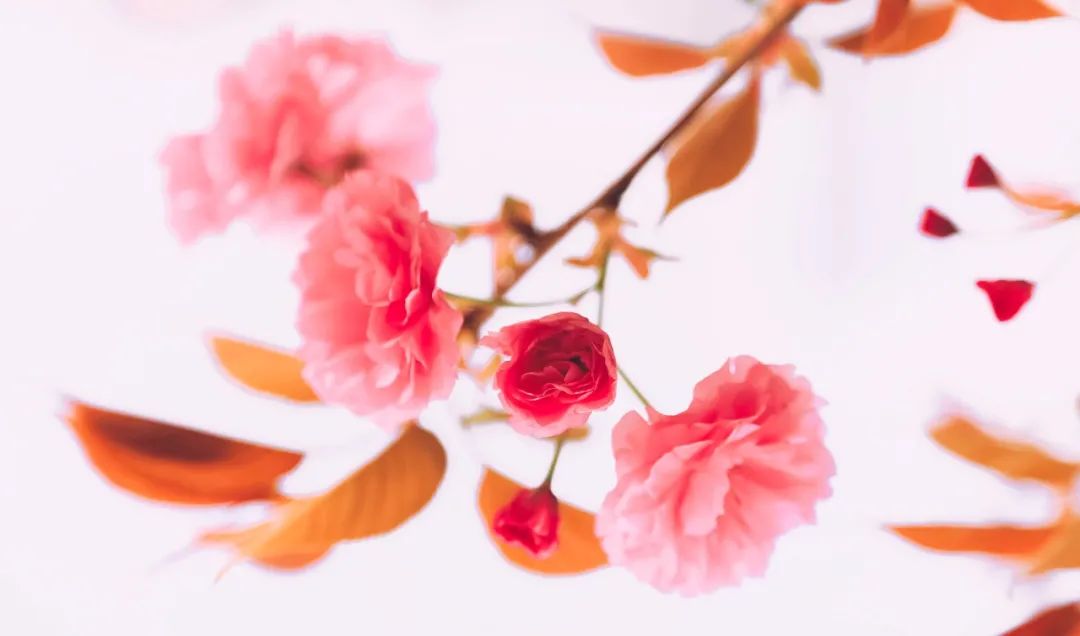 最美的花，开在唐诗宋词里，醉了整个春天-第20张图片-诗句网