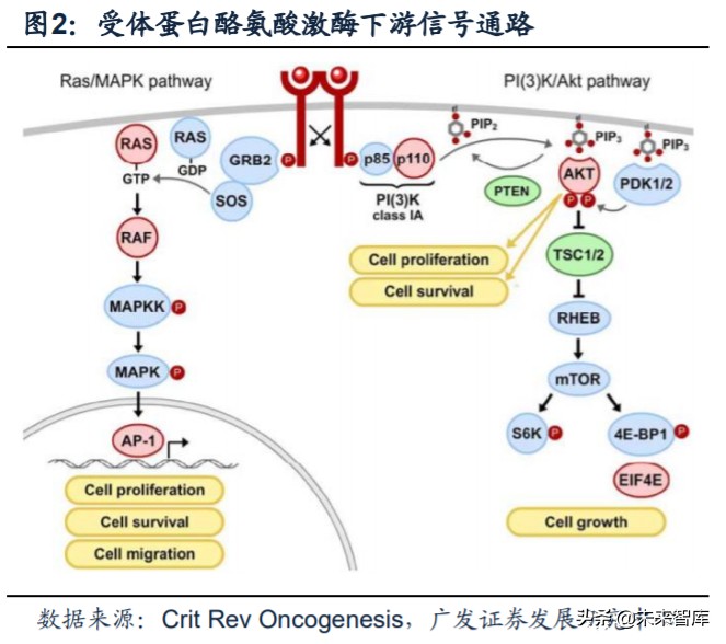 医药行业专题：第三代EGFR-TKI药物，第一大癌症造