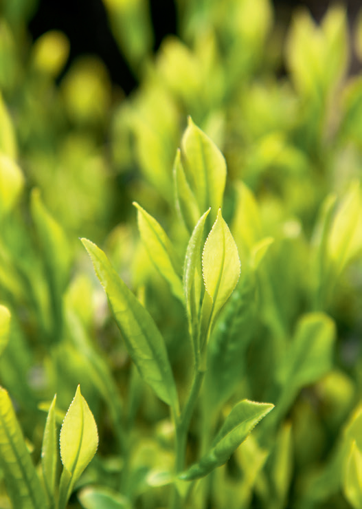 惠明茶：深山养好茶