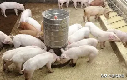 高温季节生猪饲养管理及疫病综合防治的对策研