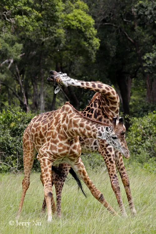 肯尼亚突发新闻：濒危长颈鹿撞高压线身亡
