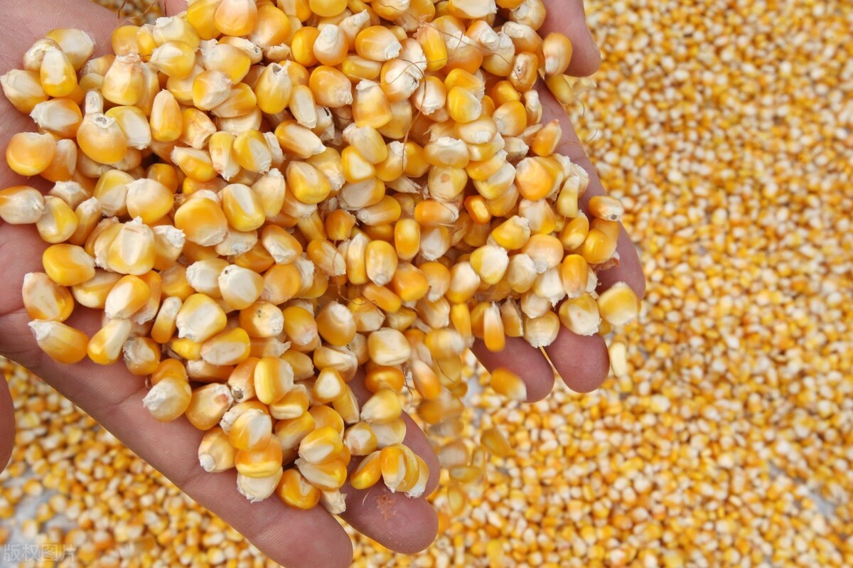 玉米难“翻身”，大豆也跳水，饲料成本下滑，养殖户能补栏吗？