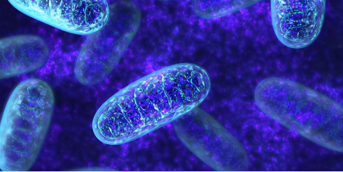 為什麽孫子會長得像祖父祖母？搜集大量資料後，終於找到答案