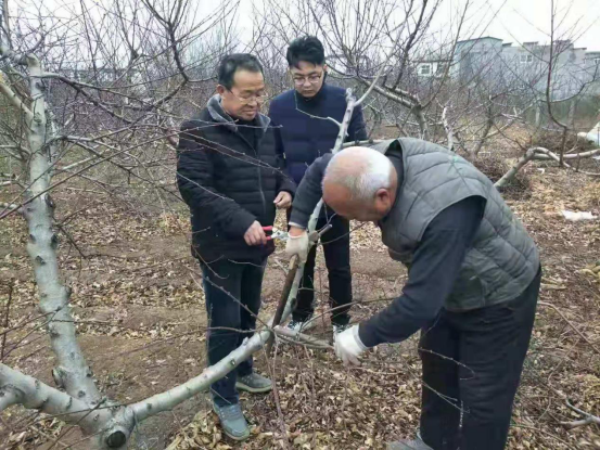 “前荒”不荒梨飘香，一村一品登金榜