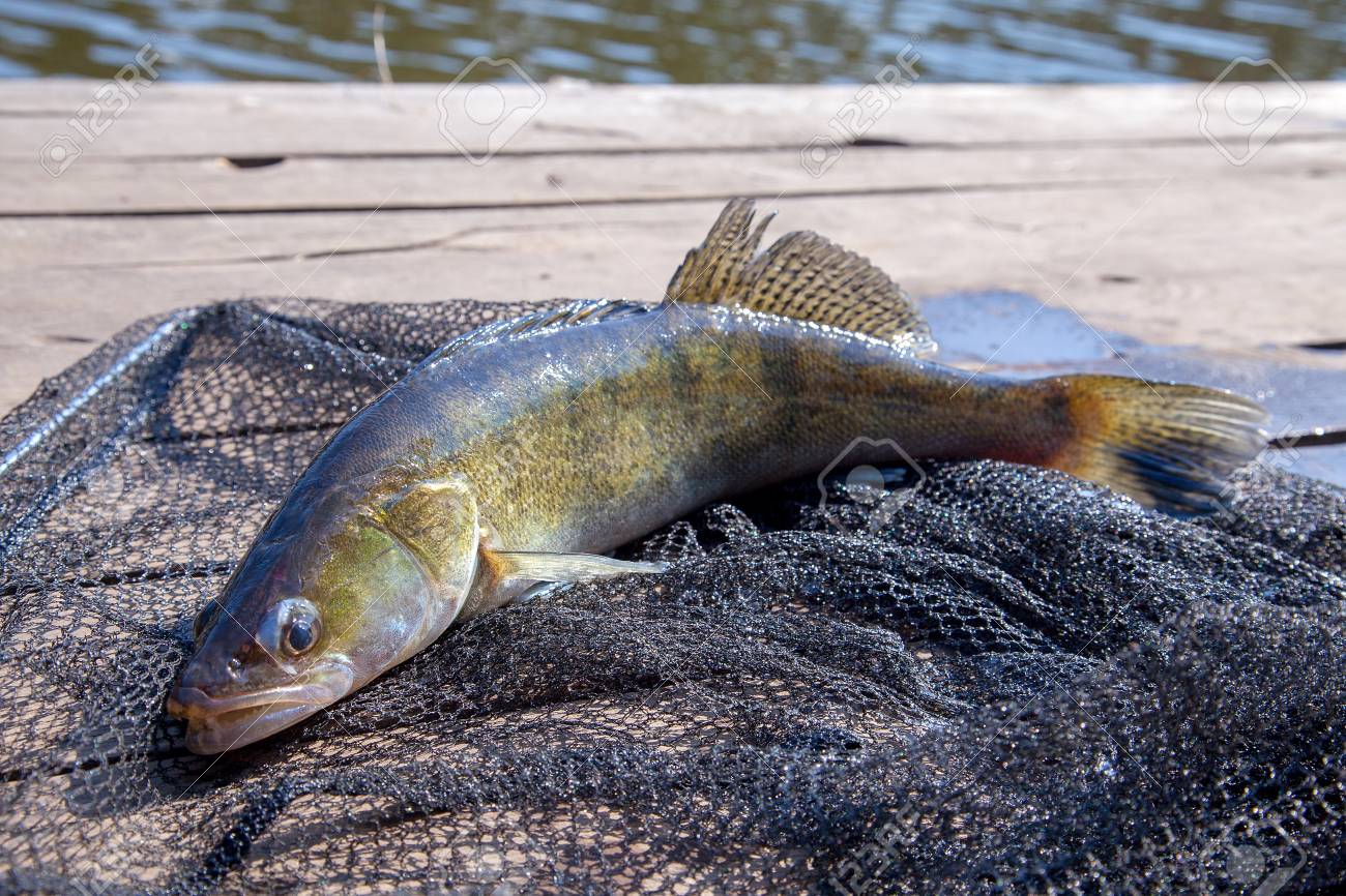 欧洲梭鲈一次能产30万枚卵如今变成高端货